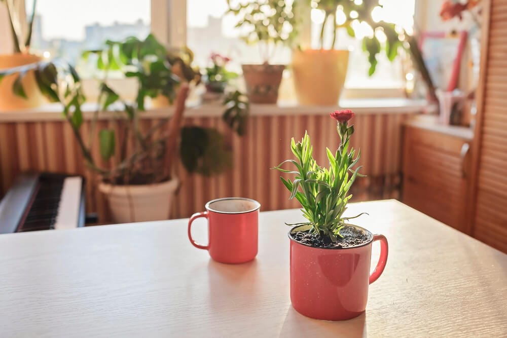 Two red mugs are on a table. The mug in the foreground has a red flower growing in it.